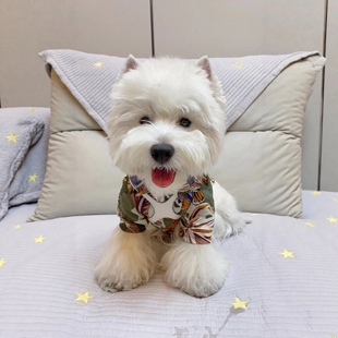 纯种西高地犬幼犬活体宠物狗狗大毛量精品