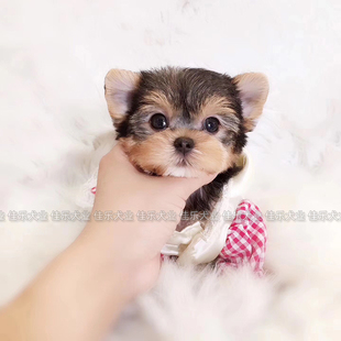 约克夏犬幼犬纯种活体茶杯犬宠物犬乖乖小狗金色银色北京上海家养