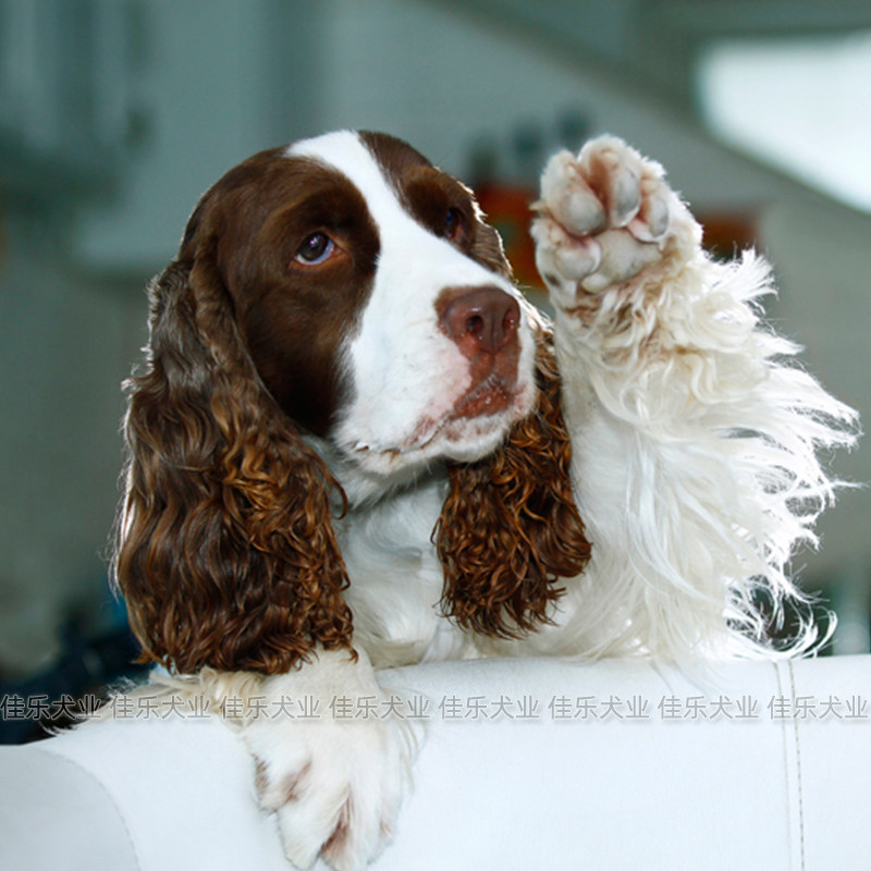 史宾格犬纯种幼犬活体黑色咖啡色狗狗展示型北京犬舍血统全国空运