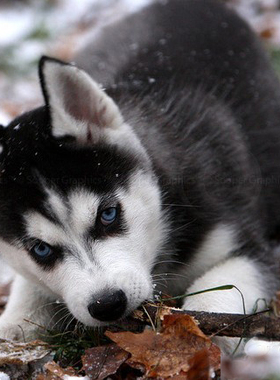 黑色双蓝眼纯种哈士奇犬幼犬活体宠物狗狗雪橇犬公母都有