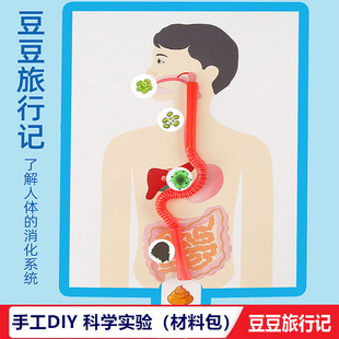 科学实验手工diy豆豆旅行记儿童学生幼儿园人体消化系统模型教具