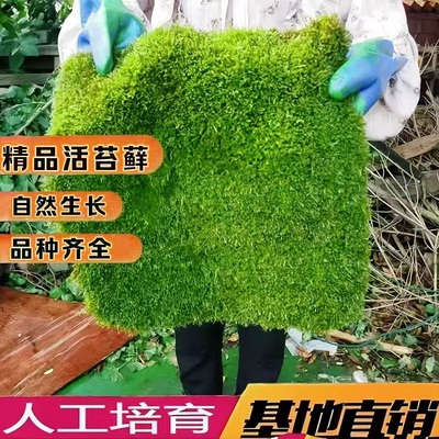 盆景青苔庭院活苔藓