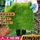 青苔 苔藓植物鲜活 大灰星星吸水石盆景假山草造景庭院铺面微景观