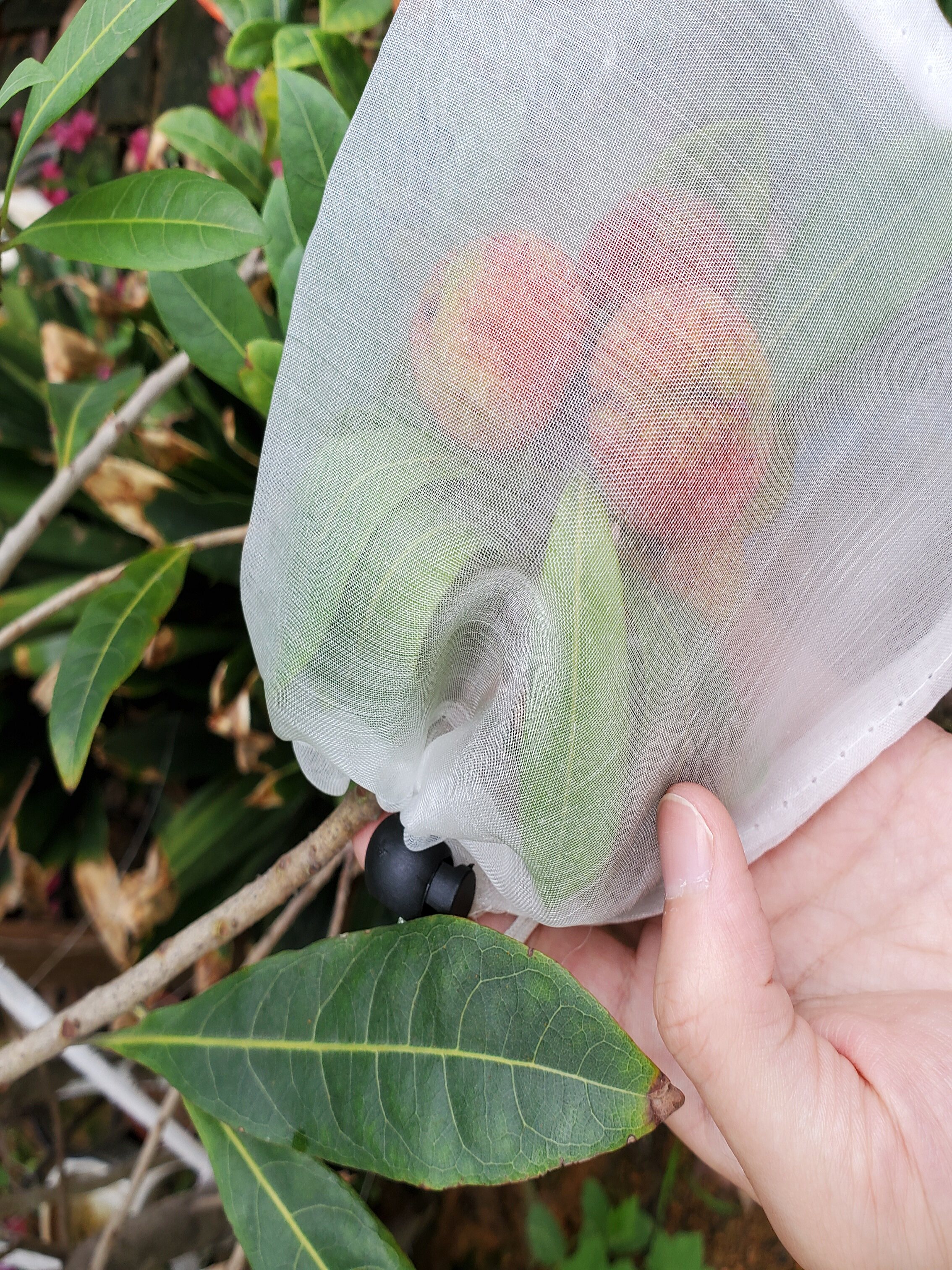 防虫网袋桃子西红柿草莓枇杷葡萄无花果套袋防鸟i