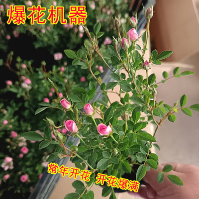 超微月季带花苞开花爆满