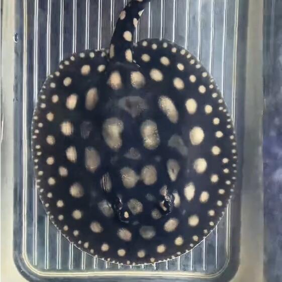 5号缸编号7.2对版发货看上哪鱼