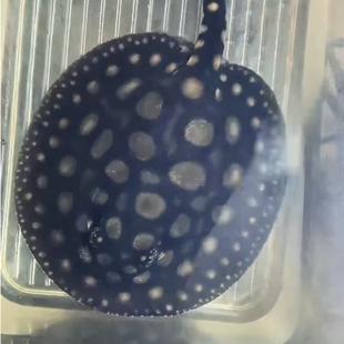 编号7.10皇冠魟鱼黑白皇冠虹鱼苗魟鱼苗子练手虹鱼龙鱼配鱼热带鱼