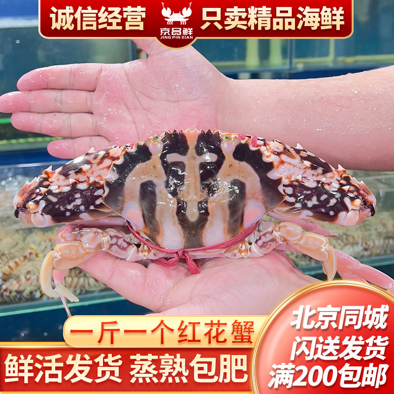 鲜活红花蟹海南特产北京海鲜闪送图片
