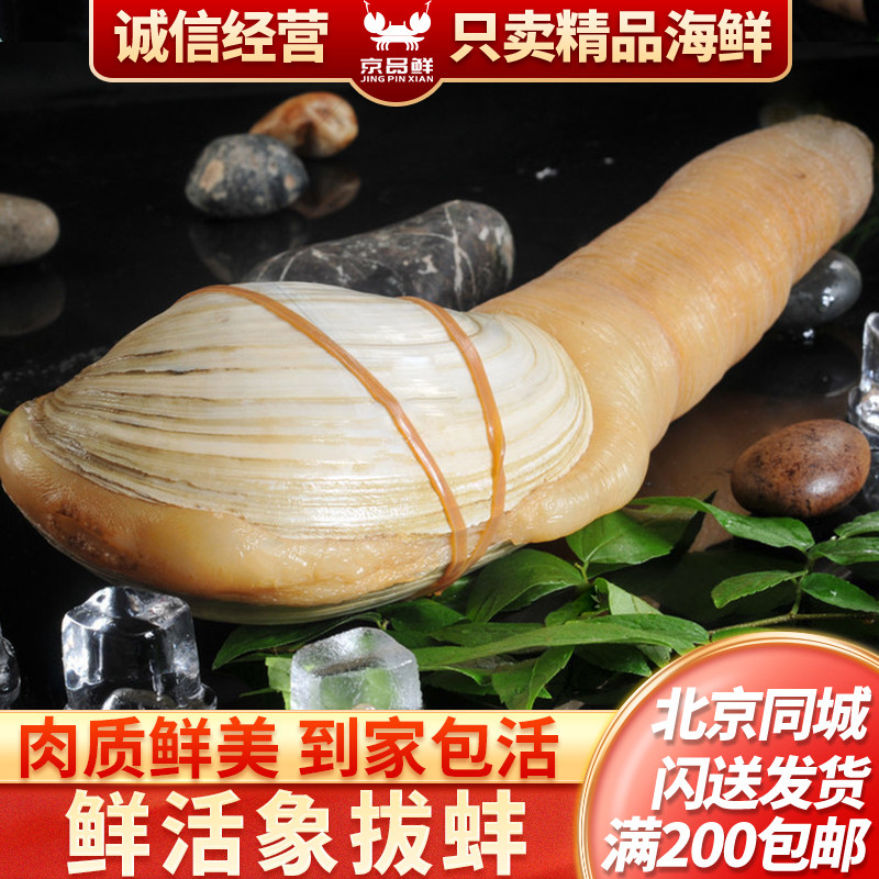 北京闪送2-2.5斤/只 鲜活象拔蚌 加拿大加州干蚌