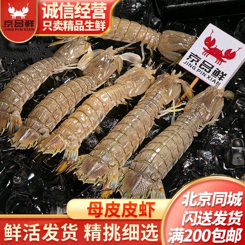 北京皮皮虾鲜活大个头闪送发货