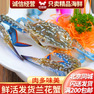 鲜活兰花蟹 北京海鲜闪送 螃蟹 京深海鲜市场发货 活海蟹 大螃蟹