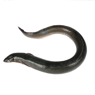 可清理 1.4 鲜活河鳗 北京闪送 鳗鱼黄鳝白鳝鳗鱼青鳝 2斤1条