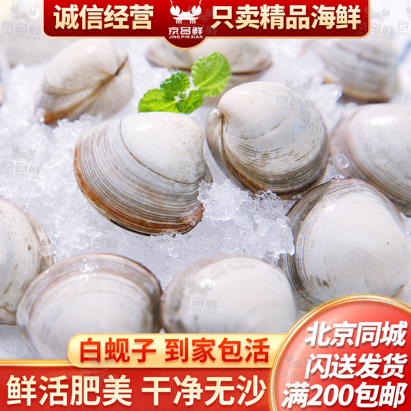 每份一斤 鲜活白蚬子 北京海鲜闪送 特别适合做汤煮粥