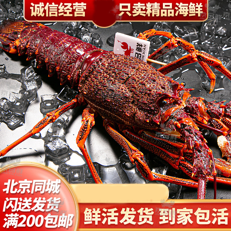 北京京深海鲜闪送发货 鲜活纽龙 大龙虾2-12斤生猛海鲜