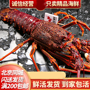 北京京深海鲜闪送发货 鲜活纽龙 大龙虾2-12斤生猛海鲜