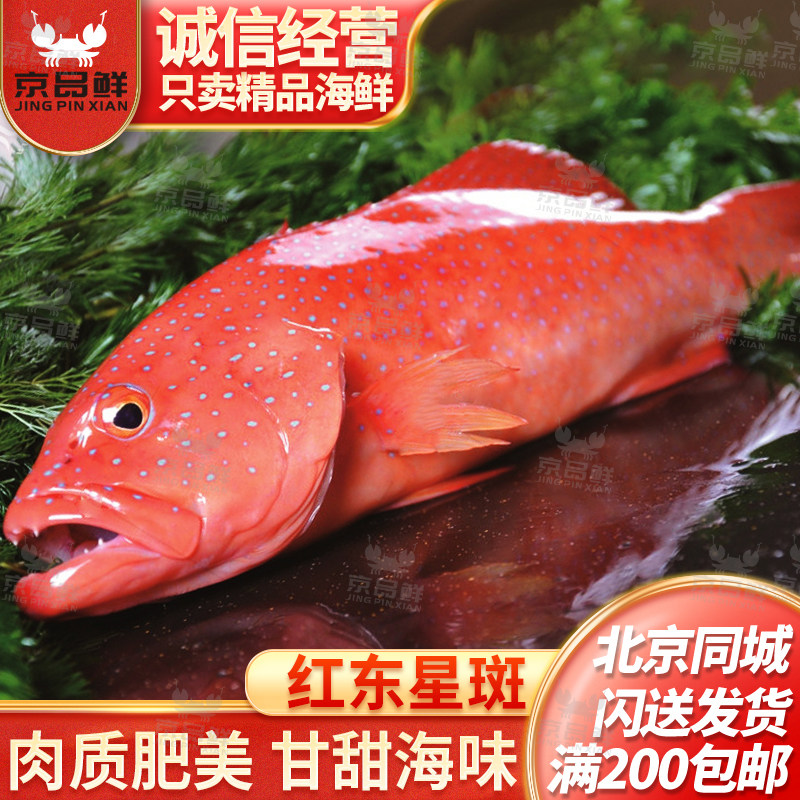 鲜活东星斑可以杀好发货北京闪送图片