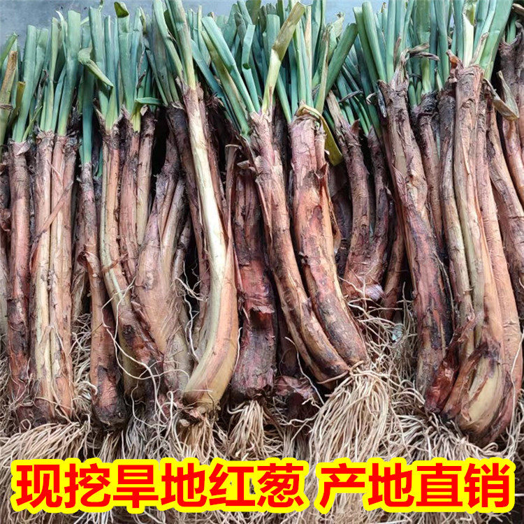 现挖红葱红根红皮老葱高山旱地红葱双头对葱老葱根陕北大葱红头葱