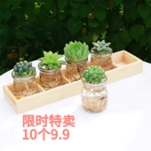 多肉水培花瓶 水培玻璃花瓶杯子ins高颜值便宜布丁杯批发