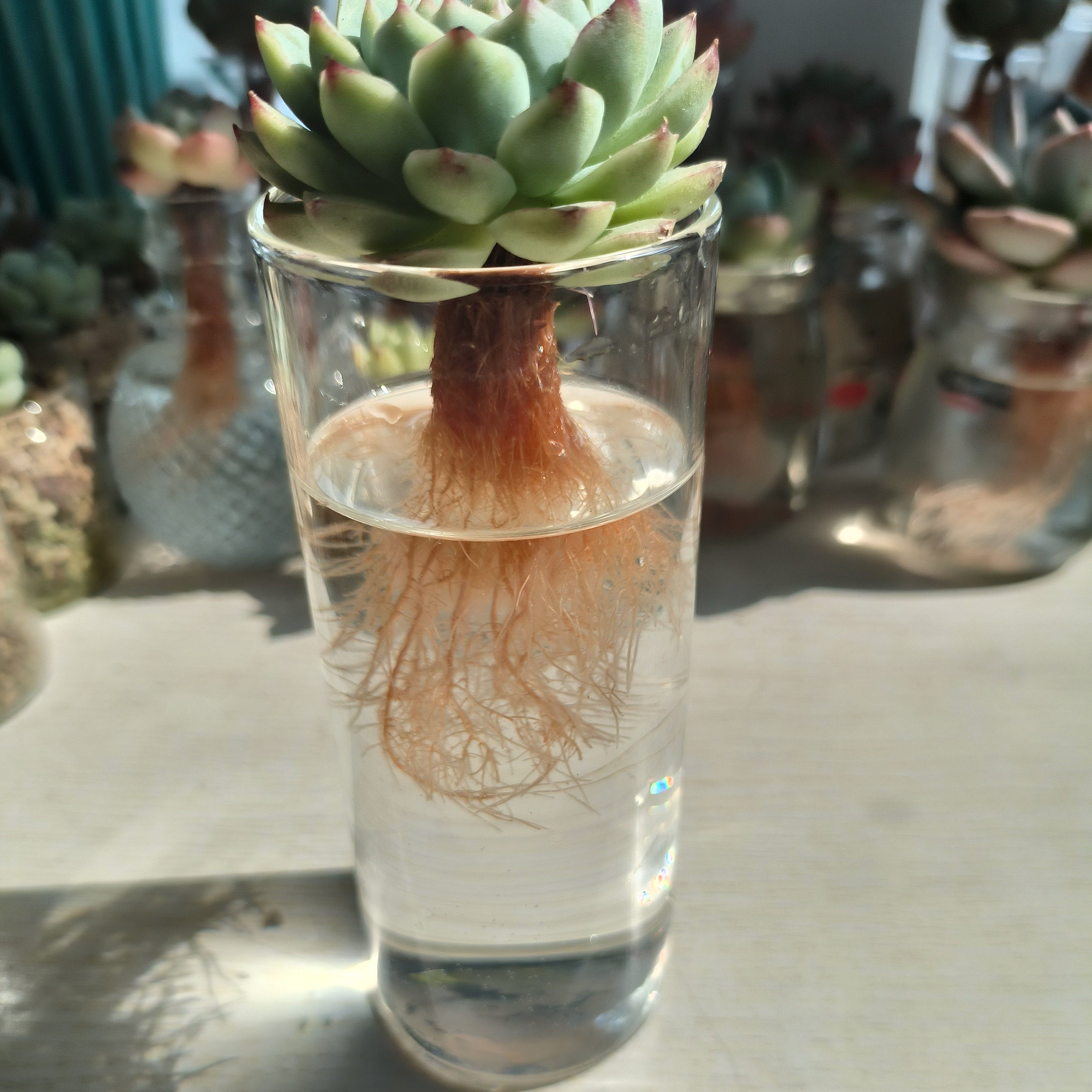 【水培瓶】水培植物玻璃瓶多肉植物水培瓶水养植物花瓶桌面小摆件