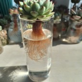 水培植物玻璃瓶多肉植物水培瓶水养植物花瓶桌面小摆件 水培瓶