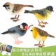 实心仿真飞禽动物模型玩具山雀麻雀知更鸟文鸟早教认知盆景装 饰