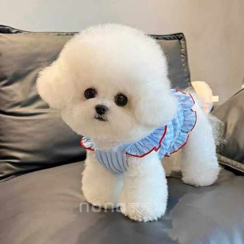比熊博美猫咪宠物狗狗衣服小型犬