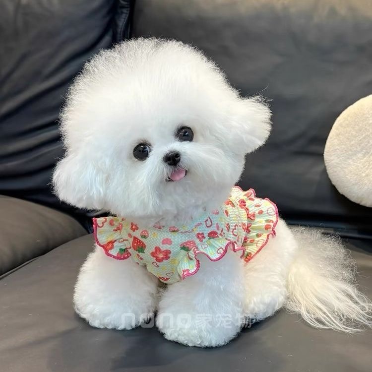 宠物猫咪泰迪外出防晒服狗狗衣服春夏新款华夫格草莓飞袖裙子比熊