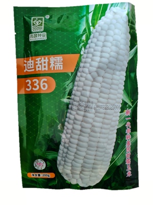 迪甜糯336玉米种子甜糯鲜食白玉米半紧凑白甜糯型非转基因
