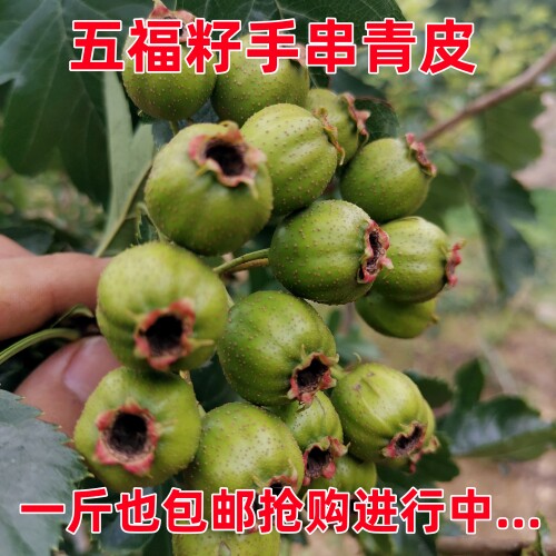 手串山楂核青皮文玩珠串男女108项链DIY饰品五福籽手持脖挂原粒