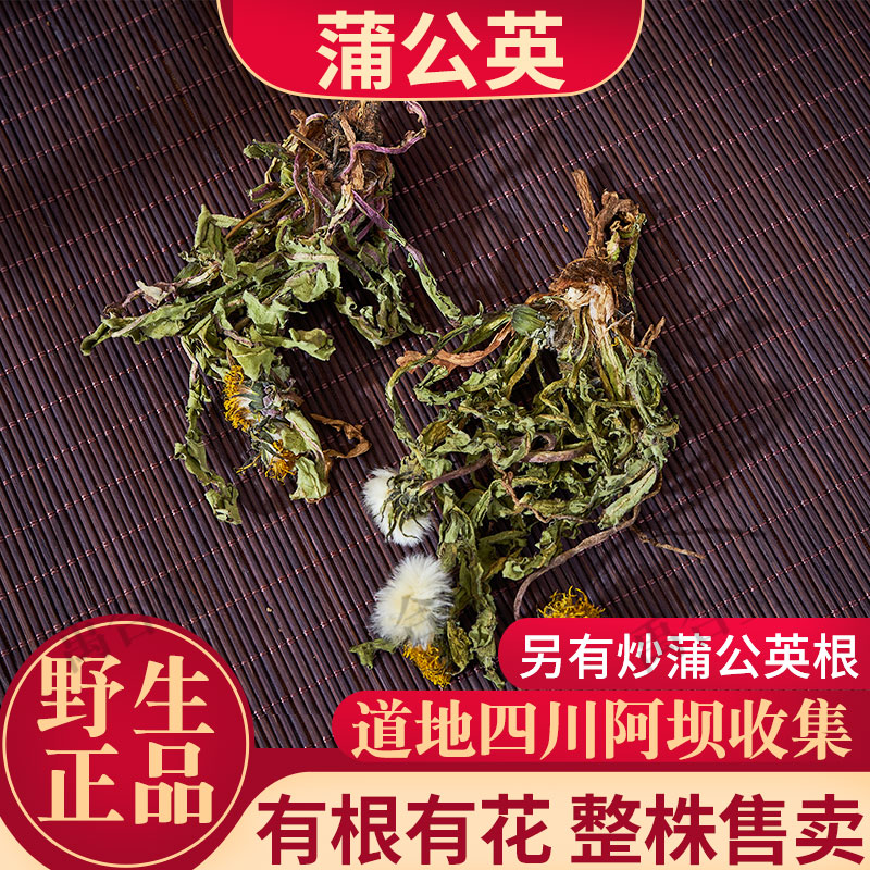 野生蒲公英整株四川100/250/500g
