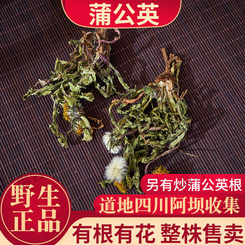 野生蒲公英整株四川100/250/500g