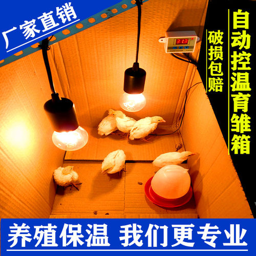 保温箱小鸡鸡鸭鹅鹌鹑设备自动