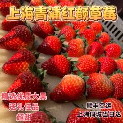 现采上海青浦白鹤红颜草莓红霞高品质礼盒装孕妇新鲜顺丰有机绿色