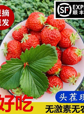 新鲜超甜奶香小草莓超香甜上海青浦白鹤红颜奶油草莓现采绿色礼盒