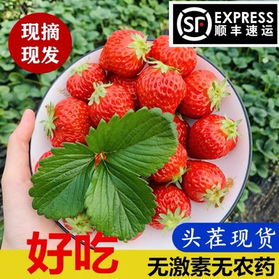 上海青浦小草莓香甜可口高品质