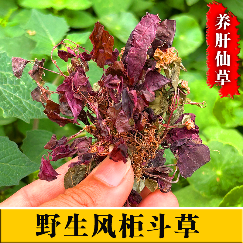 正宗風(fēng)柜斗草野生風(fēng)鼓草養(yǎng)肝護(hù)肝