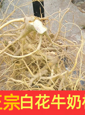 正宗福建南靖竹叶白花牛奶子根客家炖汤煲汤材料牛乳树根500g包邮