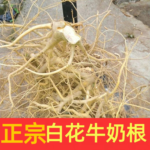 福建竹叶白花牛奶树根炖汤材料