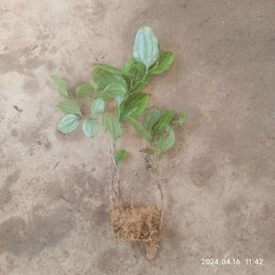 新鲜金刚刺金刚藤中药菝葜根冷饭团菝葜干金刚刺