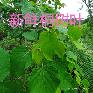 桐树叶桐子叶油桐树叶新鲜现摘天然粑粑叶