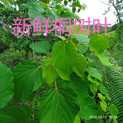 桐树叶桐子叶油桐树叶新鲜现摘天然粑粑叶