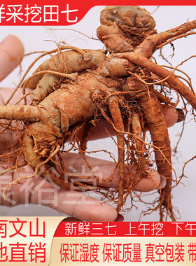 新鲜三七 现挖云南文山新鲜田七头潮湿生三七头根泡酒煲汤37包邮
