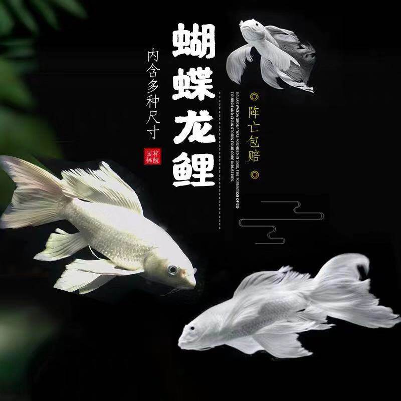 观赏鱼热带鱼球型短身长尾台湾蝴蝶鲤龙鲤活体龙虎魟配鱼贵妃龙鲤