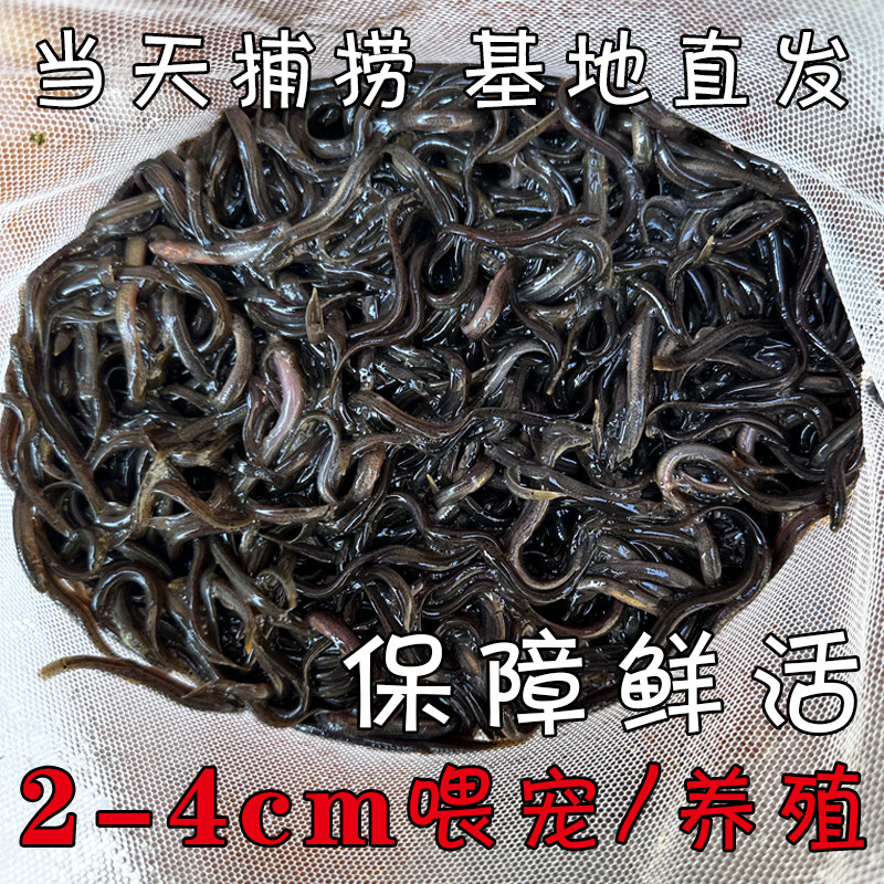 鲜活小泥鳅泥鳅苗饲料鱼活鱼乌龟活鱼饲料黑鱼龙鱼翘嘴鳄龟鱼饲料