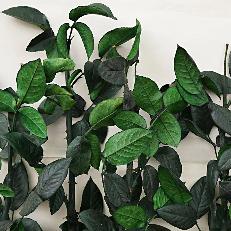 保鲜叶永生花左心房花坊diy手工