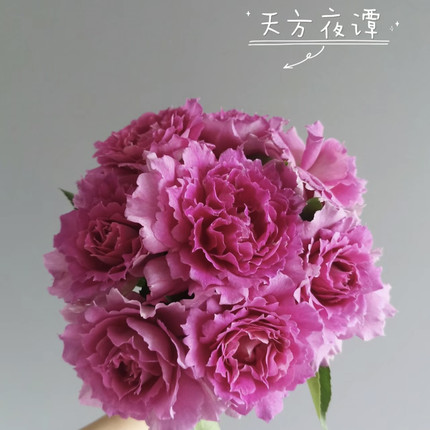 【天方夜潭】1加仑盆大花浓香芍药牡丹花型月季