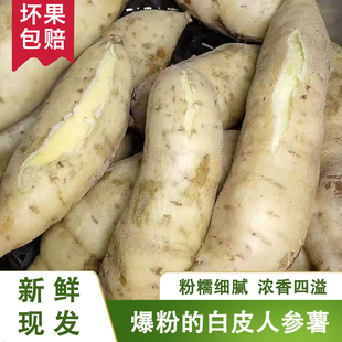 高州牛奶人参薯新鲜白皮白心番薯农家自种板栗薯白薯干面地瓜粉糯