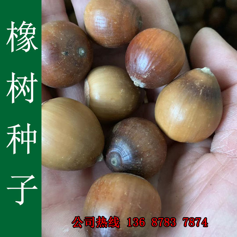 新采橡树种子绿化苗木种籽麻栎  青冈栎 蒙古栎栎树种子