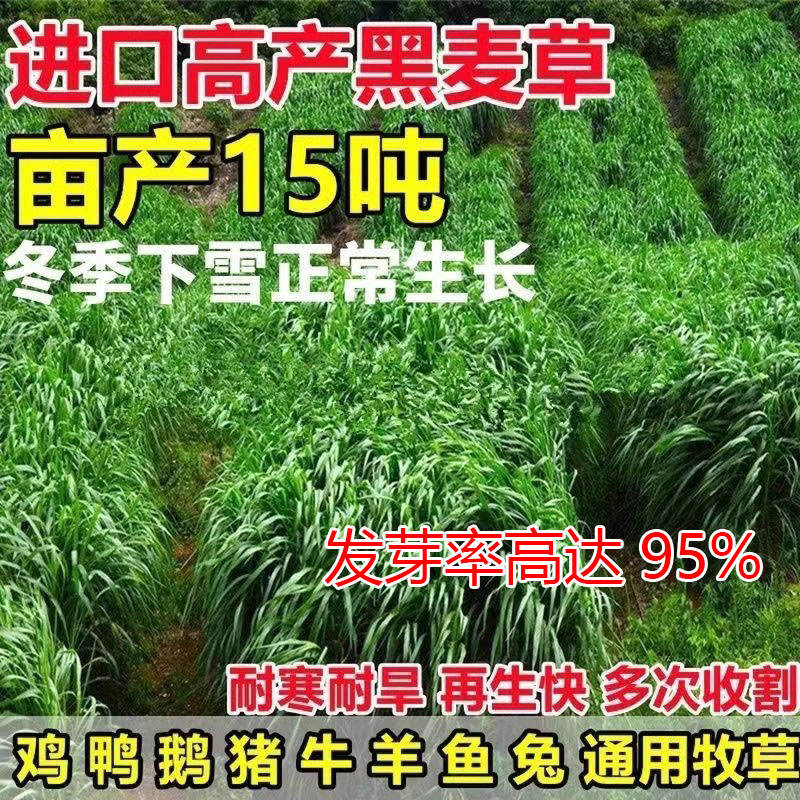 多年生黑麦草种子耐寒牧草种籽畜牧养殖牛羊马鸡鸭鹅鱼高丹草种子
