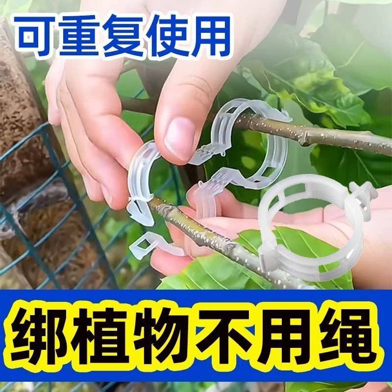 黄瓜西红柿豆角爬藤枝条固定器